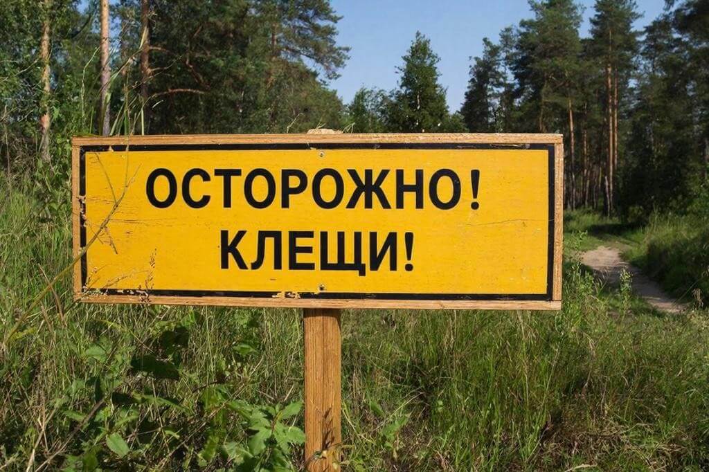 Специалисты дали совет, как уберечь животных от опасных клещей
